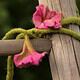 Florales Filzen K55
