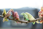 Early Birds