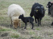 Vom Schaf zur Socke