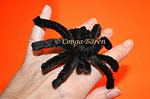 HALLOWEEN SPINNE selbst gemacht – Video
