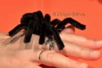 HALLOWEEN SPINNE selbst gemacht – Video