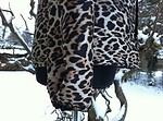 bluse mit faltenfront leo
