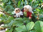 Filzpärchen bei der Erdbeerernte