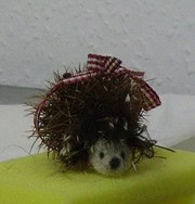 Kleiner Igel