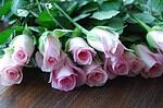 Rosa Rosen im Ei