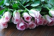 Rosa Rosen im Ei
