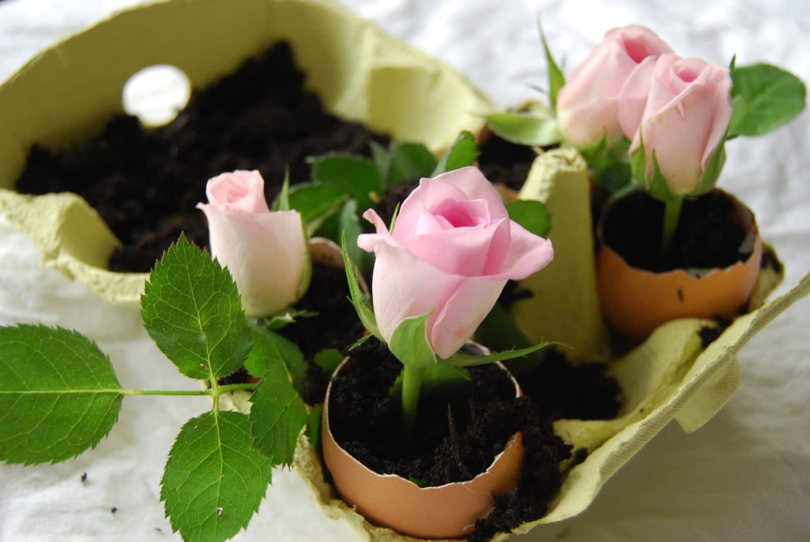 Rosa Rosen im Ei