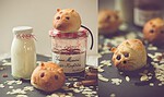 Brötchen-Mäuse