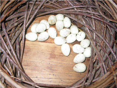 zubehöreierkranz