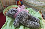 Teddybär stricken