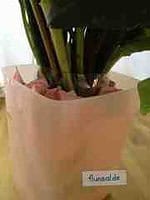 Notfall Vase