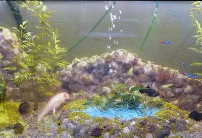 Aquarienlandschaften selbst gemacht