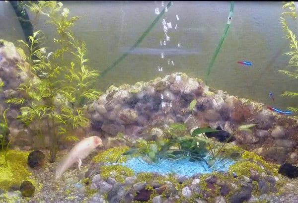 Aquarienlandschaften selbst gemacht