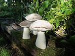 Pilze