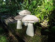 Pilze