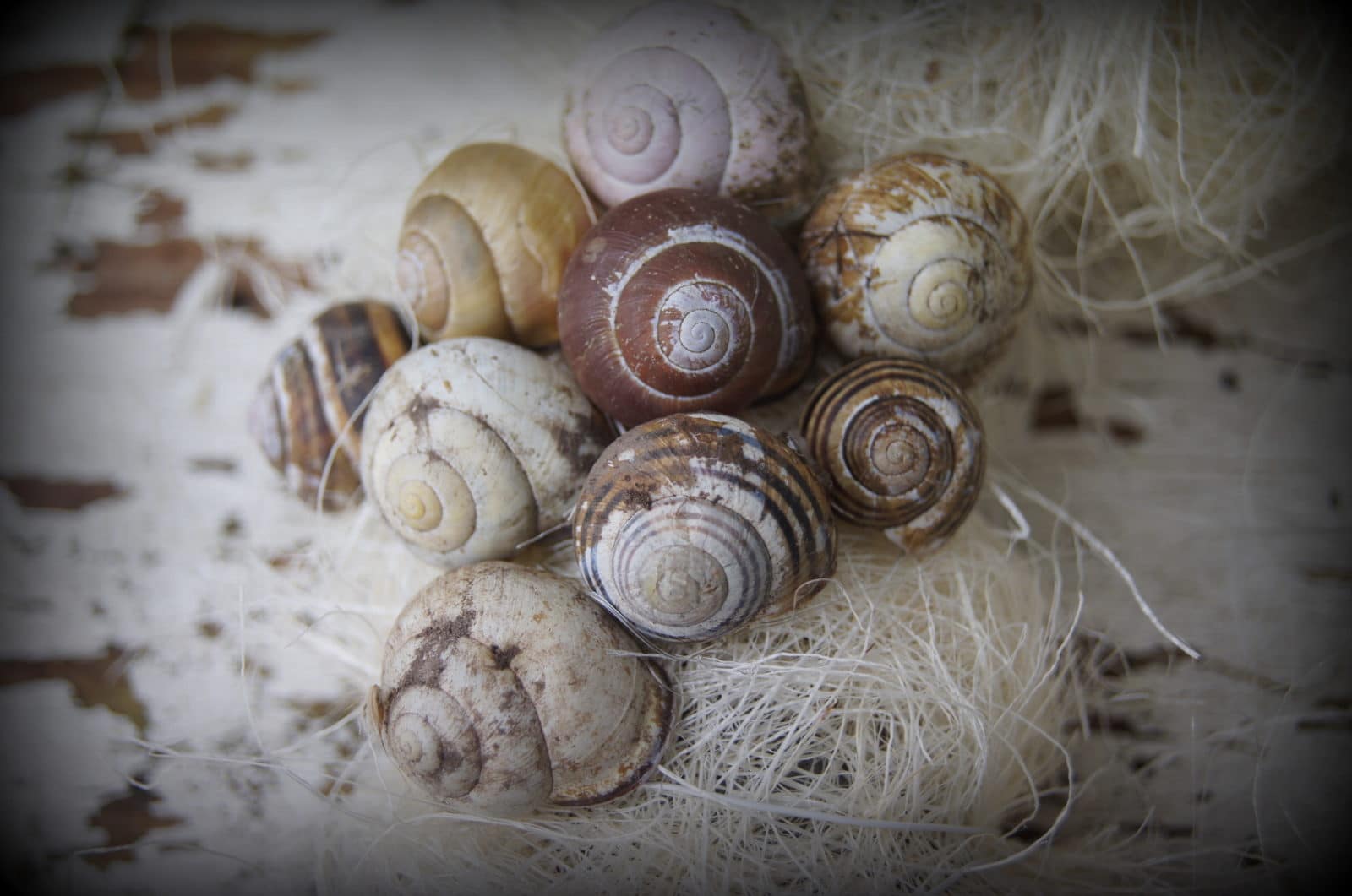 Schneckenhäuschen-Kranz
