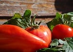 Tomaten Erntefest