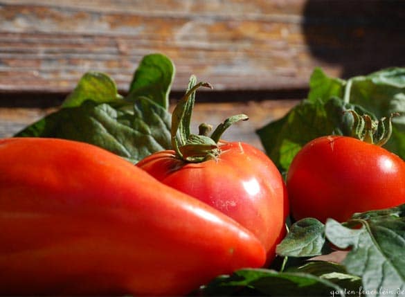 Tomaten Erntefest