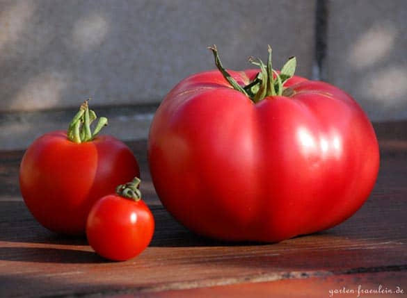 Tomaten Erntefest