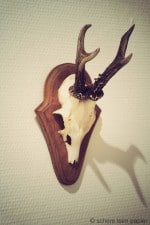 Geweih aus dem Farbtopf