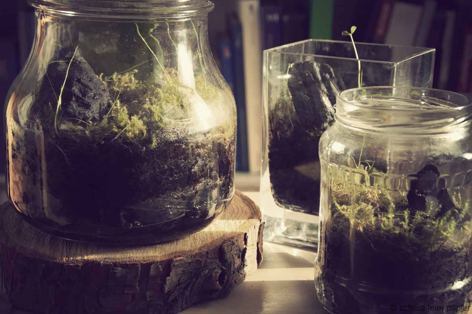 Wohnzimmer-Biotop