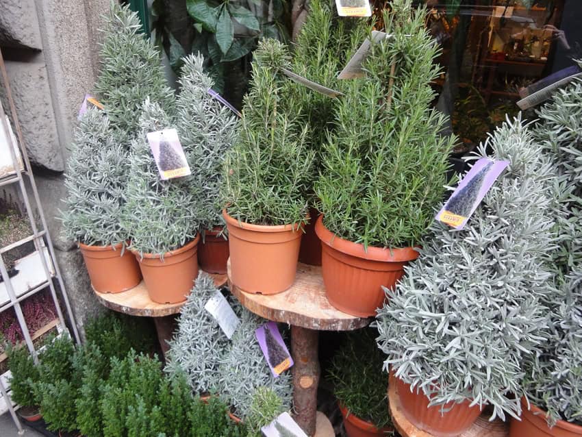 Der etwas andere Tannenbaum