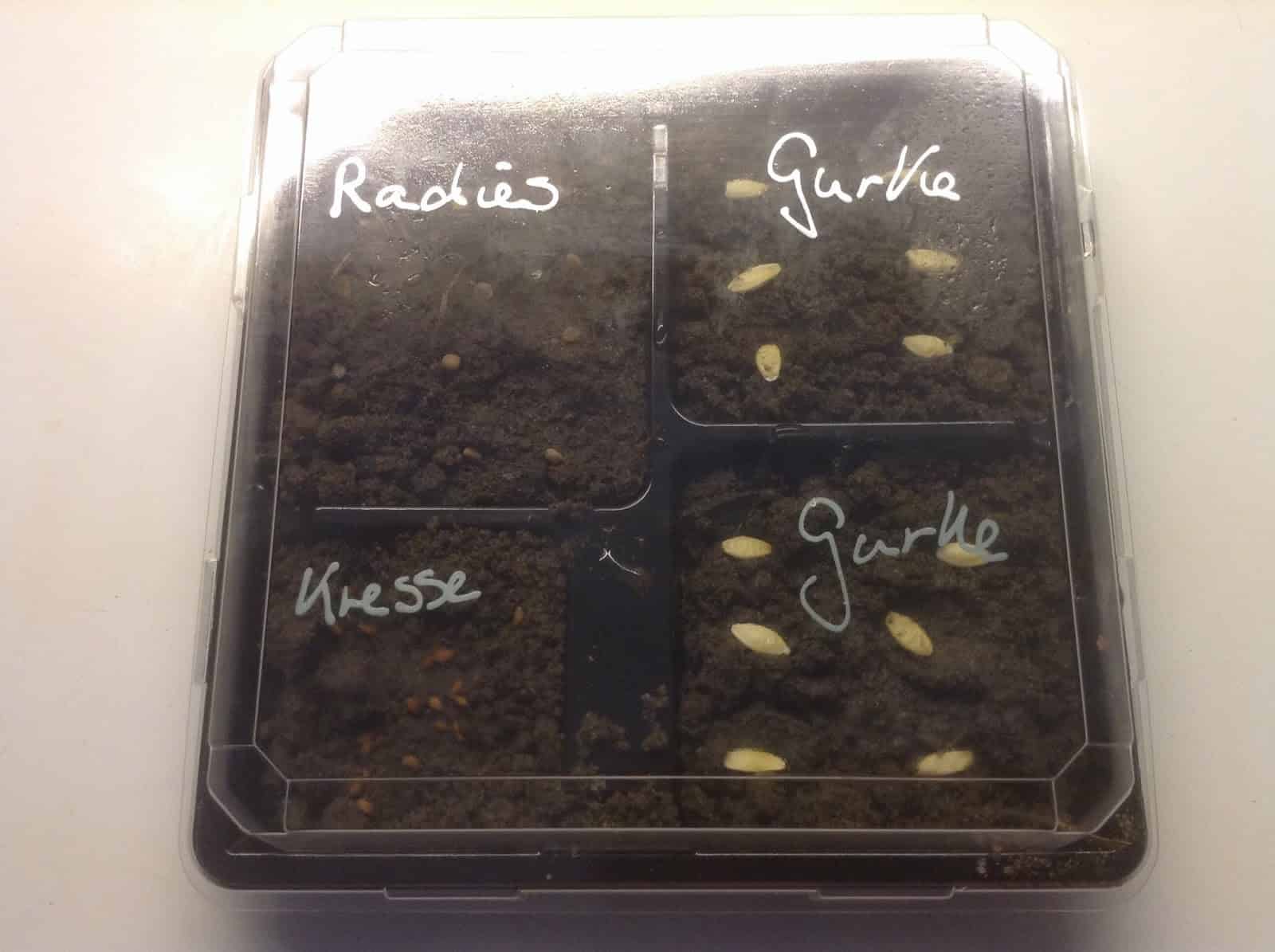 Upcycling: Mini-Gewächshaus aus Sushi-Packung