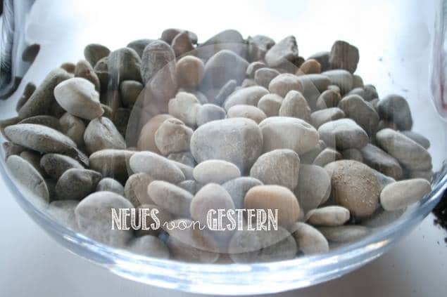 DIY Pflanzenterrarium