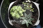 DIY Pflanzenterrarium