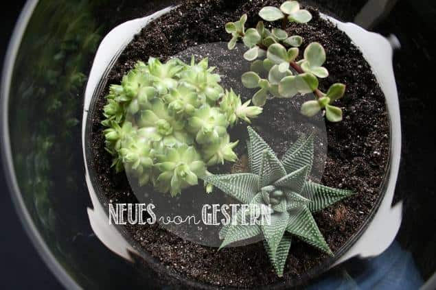 DIY Pflanzenterrarium