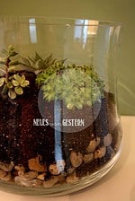 DIY Pflanzenterrarium