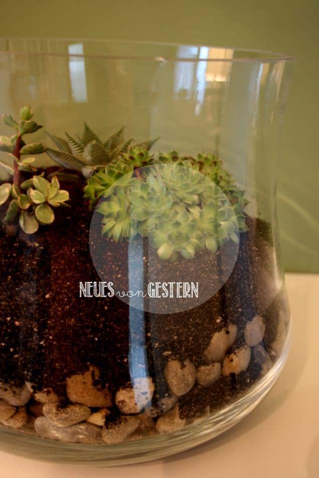 DIY Pflanzenterrarium