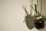 Frühling im Glas