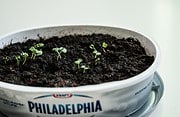 Green Upcycling