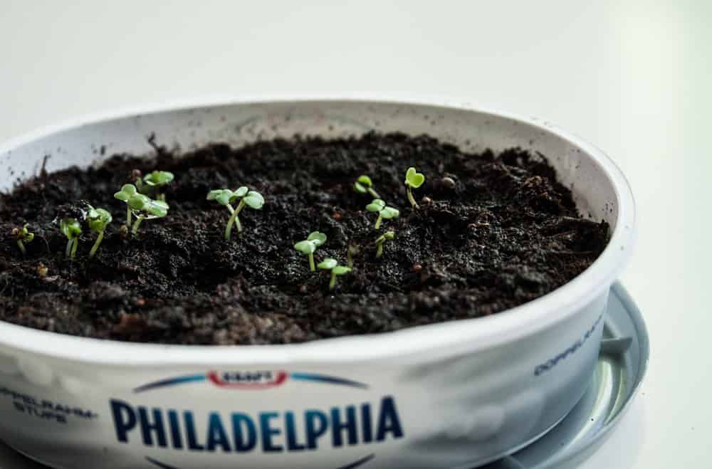 Green Upcycling
