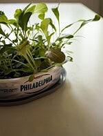 Green Upcycling
