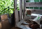 Seedballs