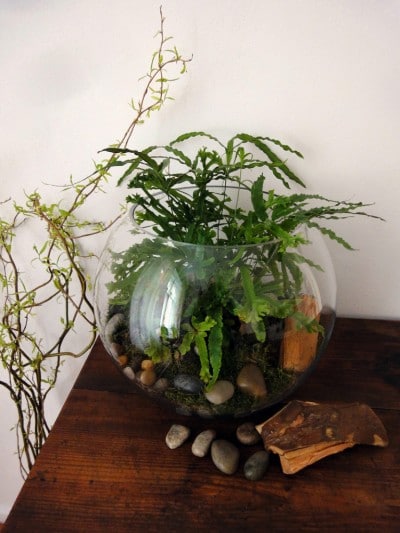Grünes Design für die Wohnung: Farn im Goldfischglas