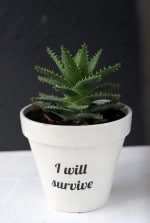 Der „I will survive“- Blumentopf