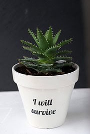 Der „I will survive“- Blumentopf