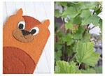 Nussige Eichhörnchen Handyhülle