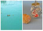 Fisch im Glas – Kette