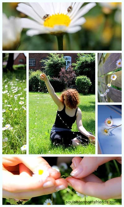 Einfach schön: Gänseblümchen