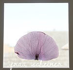 Fang den Sommer ein! DIY mit Blumen