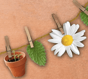 Kleine Pflanze in Terrakottatopf, grüne Blätter, weiße Blume mit gelbem Zentrum, an einer Schnur mit Wäscheklammern befestigt, kreative Handwerksdekoration.