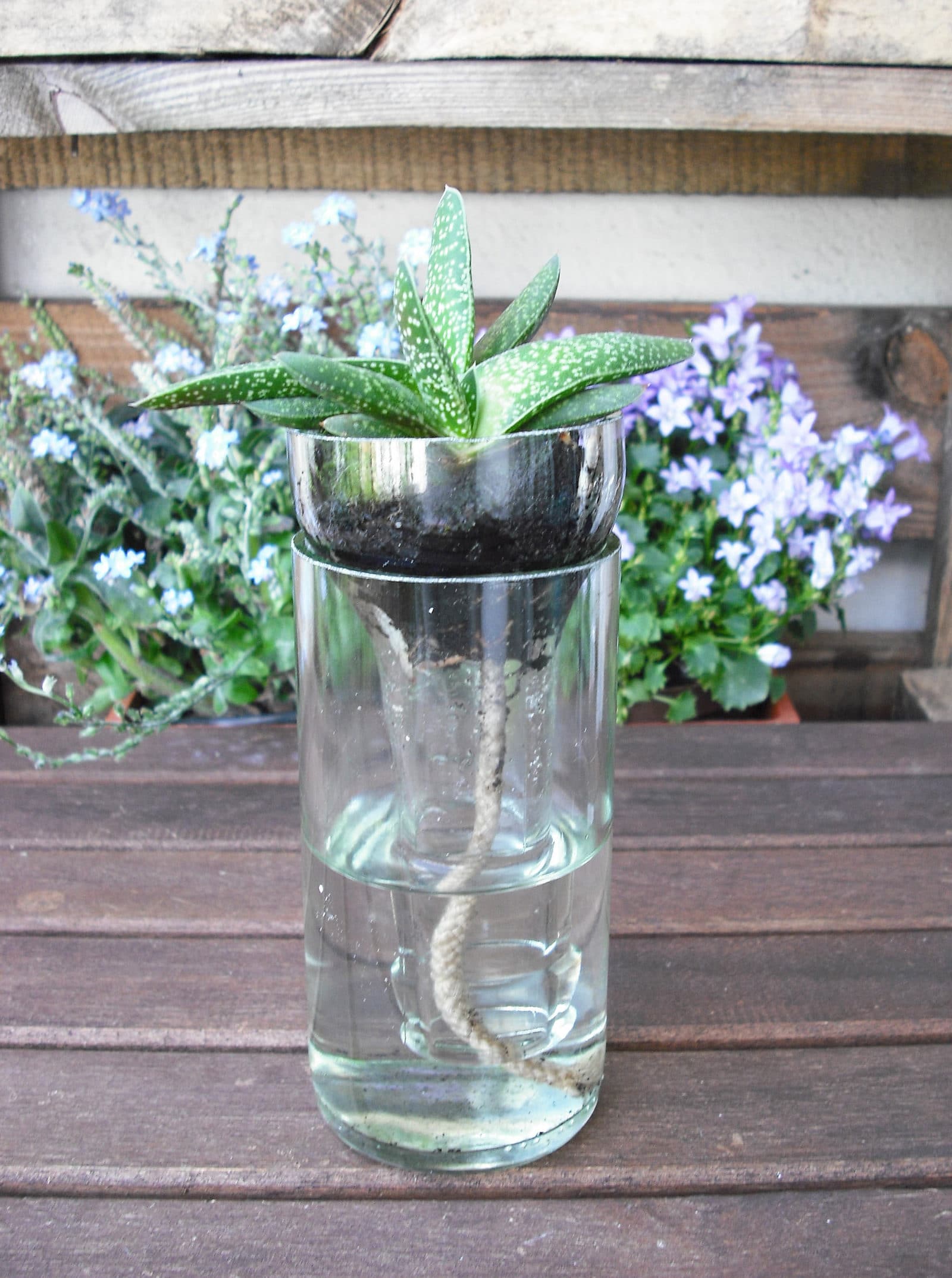 geschnittene Flasche mit Pflanze