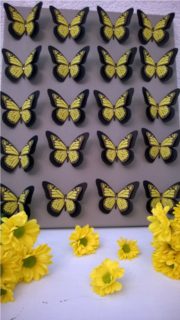 Schmetterlingsbild