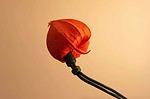 Weiberkombinat: LampionLichterKette