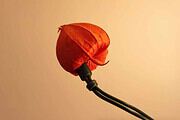 Weiberkombinat: LampionLichterKette