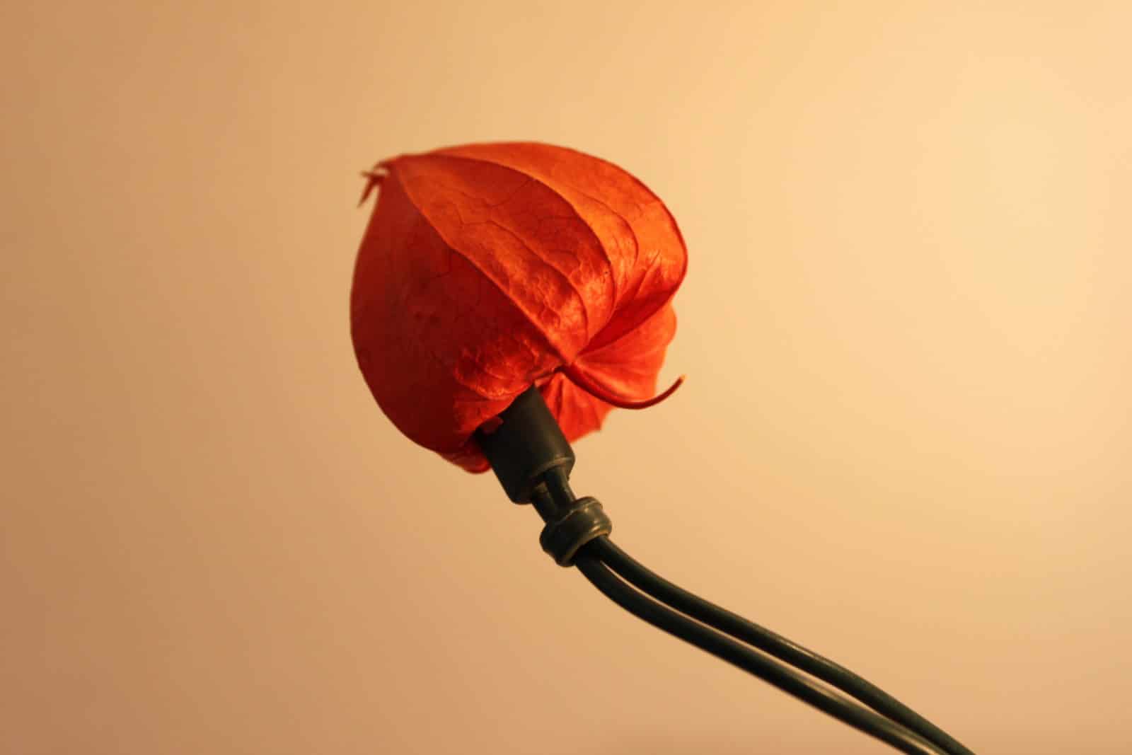 Weiberkombinat: LampionLichterKette